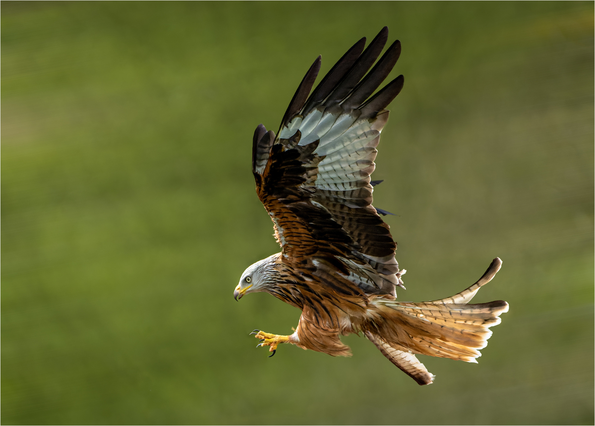5th Red Kite Stooping by Ken Rennie